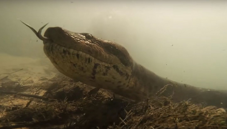 Făcea scufundări și s-a întâlnit cu monstrul. O anaconda de 7 metri. A mai făcut un singur lucru