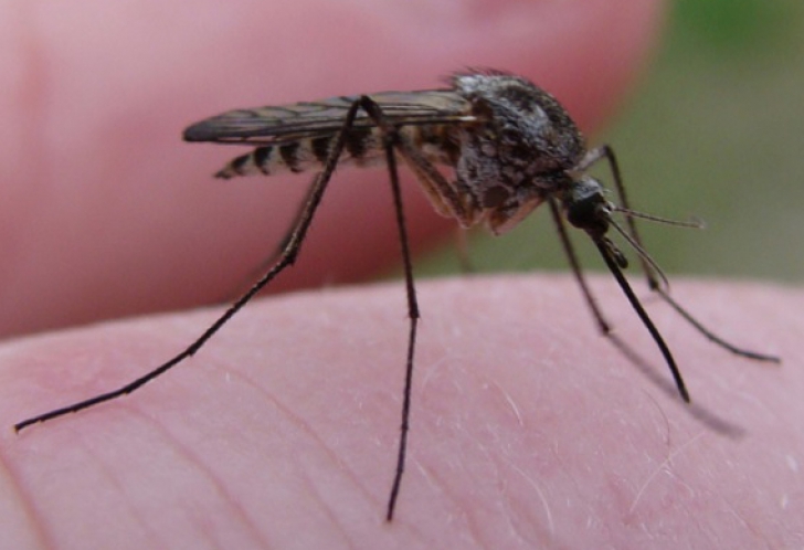 Caz de MALARIE, confirmat la Iaşi