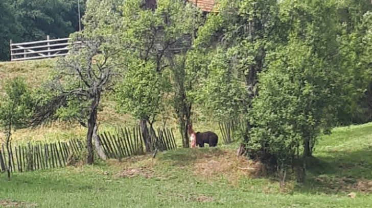 Au vrut să prindă un urs într-o capcană. Ce a urmat este IREAL!