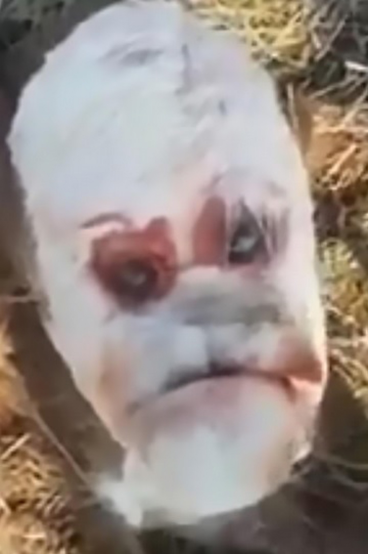 Imagini terifiante, în Argentina. Un vițeluș-mutant cu față de OM a șocat! Cum arată creatura