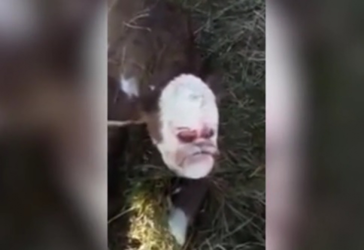 Imagini terifiante, în Argentina. Un vițeluș-mutant cu față de OM a șocat! Cum arată creatura
