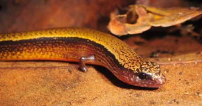 A găsit în casă un vierme cu braţe. S-a hotărât să-l crească. La maturitate, ŞOC! Ce era, de fapt