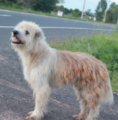 Un câine pierdut și-a așteptat stăpânii să se întoarcă, în același loc, 4 ani. La regăsire, a șocat!