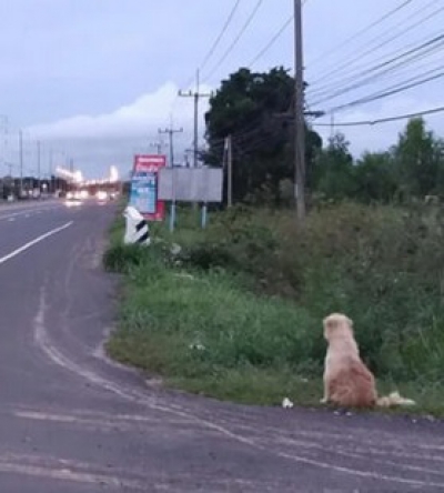 Un câine pierdut și-a așteptat stăpânii să se întoarcă, în același loc, 4 ani. La regăsire, a șocat!