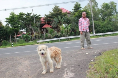 Un câine pierdut și-a așteptat stăpânii să se întoarcă, în același loc, 4 ani. La regăsire, a șocat!