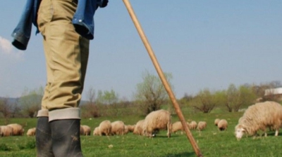 Minora și familia ei lucrau la stâna ciobanului