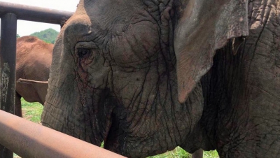 Elefantul Ramba