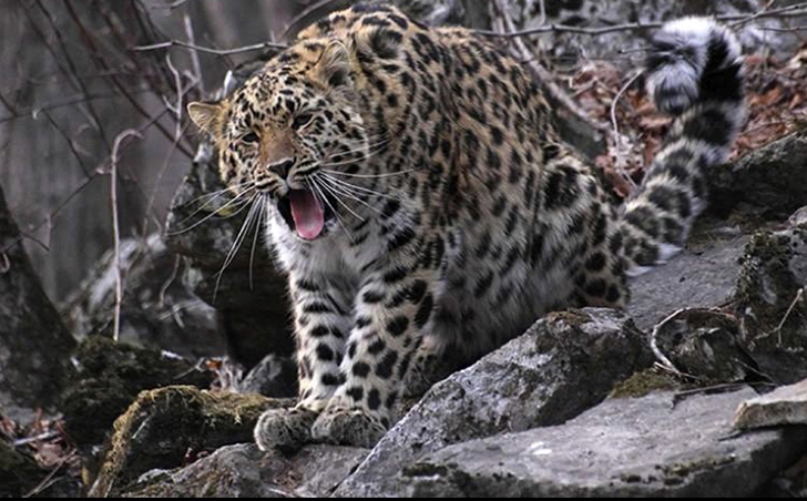 Leopardul Amur