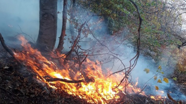 Incendiu de pădure