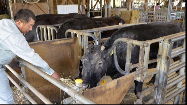 Kaga, prima vacă obținută prin clonare
Foto: Agerpres
