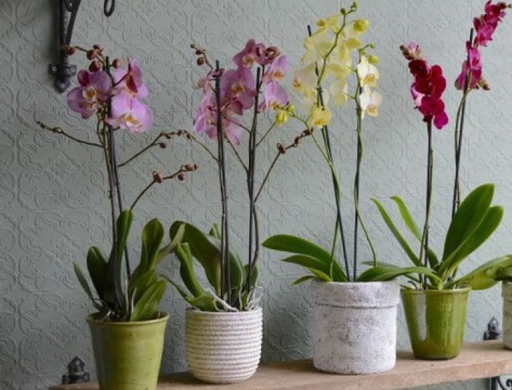 Ce faci cu tija de la orhidee după ce au căzut toate florile: o tai sau o păstrezi?