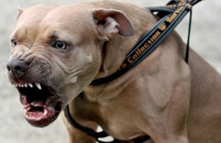 Decizia CCR privind interzicerea câinilor agresivi în spaţii publice fără botniţă şi lesă