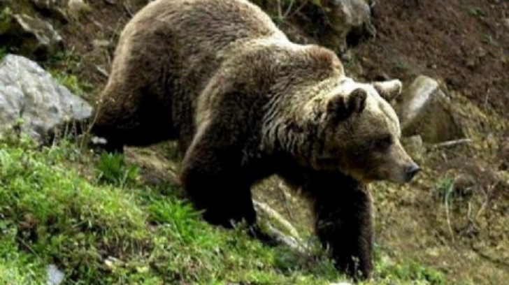 Om omorât de urs în Bacău