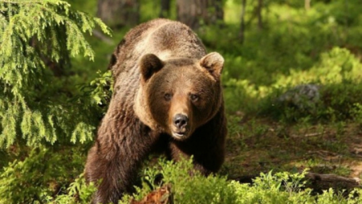 Încă un urs se plimba nestingherit prin Mediaș. A fugit în pădure până la sosirea echipajelor