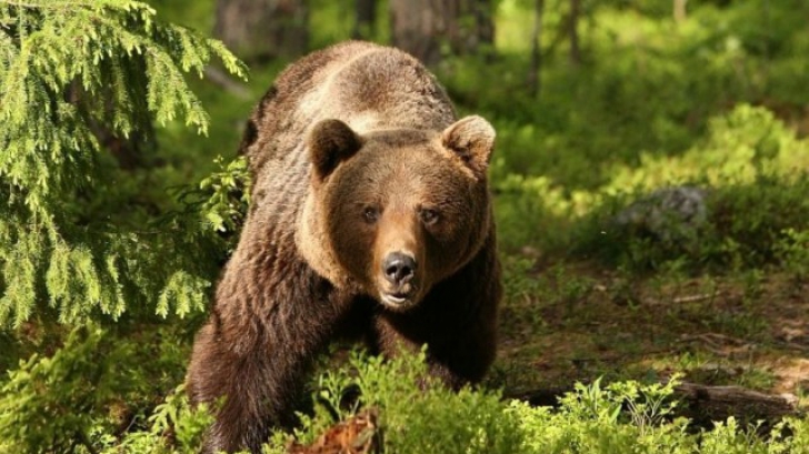 Un vânător a fost atacat de urs într-o pădure din Bistrița-Năsăud. Care este starea bărbatului?