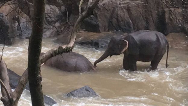 Șase elefanți, înghițiți de o cascadă în timp ce încercau să se ajute unul pe altul