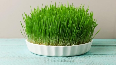 Uimitoarea dietă cu grâu încolțit. Face minuni!