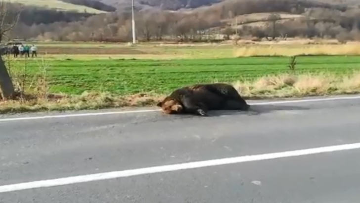 Imagini șocante! Un urs lovit de mașină a agonizat 18 ore. Reacția ministrului Mediului