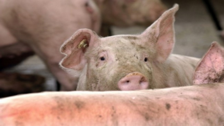 Pesta porcină africană lovește crunt în Dâmbovița. Orașul Pucioasa, printre cele afectate