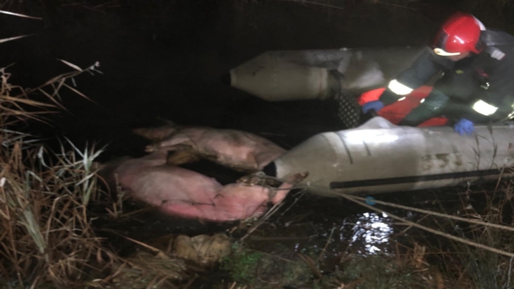 Cadavre de porci domestici găsite în lacul unei comune din Covasna