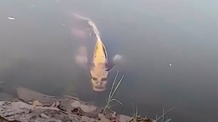 Peștele cu „față umană”, viral pe internet