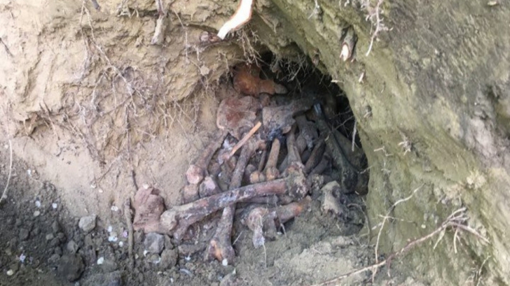 Descoperire macabră, într-o localitate din Buzău: groapă cu oseminte UMANE
