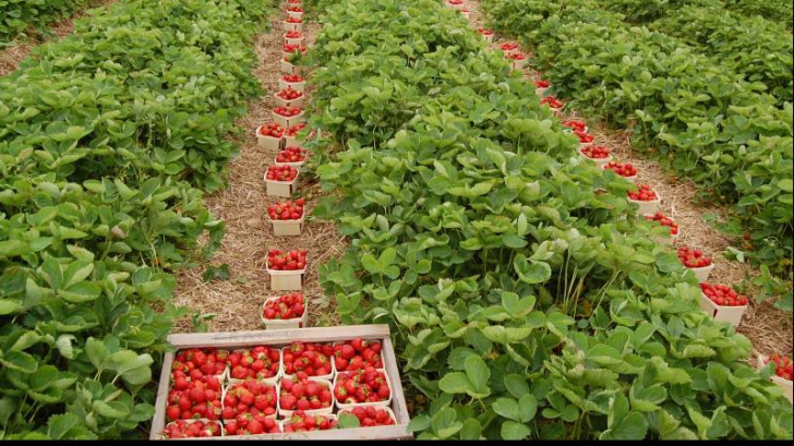 De ce nu mai vor românii să culeagă căpșunile spaniolilor
