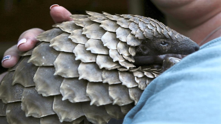 Ce este pangolinul și de ce valorează solzii lui milioane de euro?