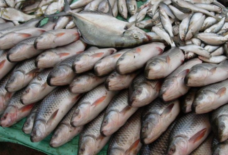 VIDEO Captură record a poliției. Peste 2 tone de pește au fost confiscate, din Deltă și Marea Neagră