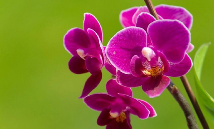 Ce faci cu tija de la orhidee după ce au căzut toate florile: o tai sau o păstrezi?