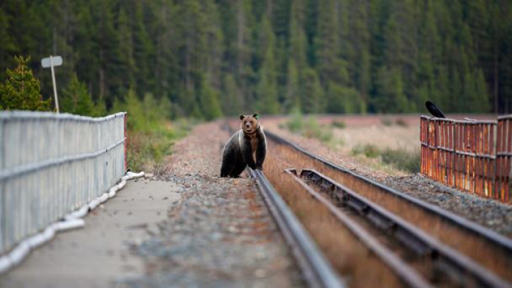 Urs lovit mortal de un tren în județul Covasna