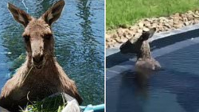 Cangur care face baie în piscină Foto: Daily Mail