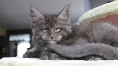 Feline înfricoșătoare! Pisicuțe cu fețe umane, senzație pe internet