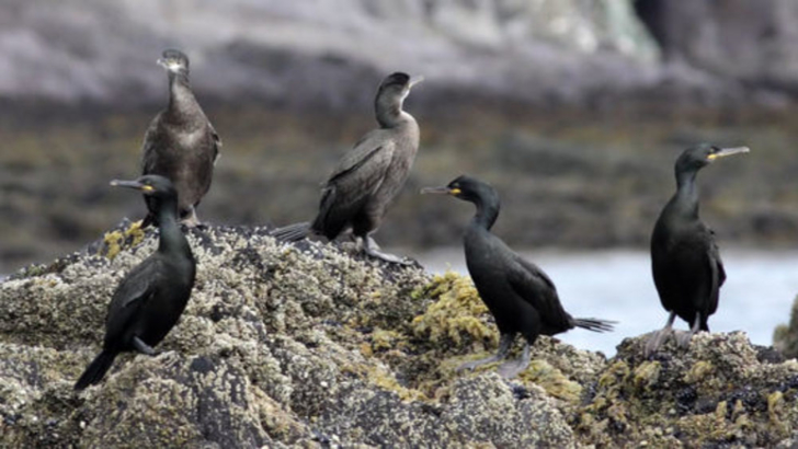 Petre Daea nu renunță la cormorani. Foto/Inquam Photos