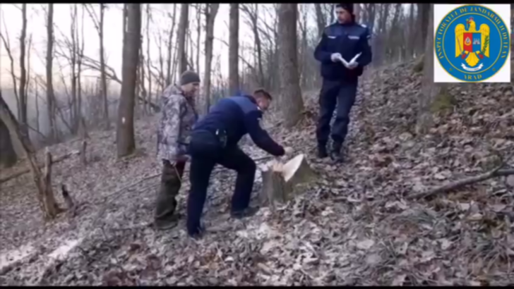 Tăietori ilegali de lemne în pădurile din zona de munte, descoperiți de jandarmii din Arad. Cum arată zona