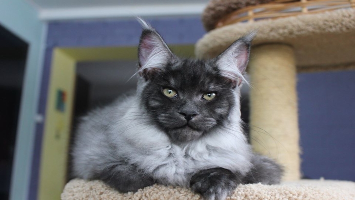 Feline înfricoșătoare! Pisicuțe cu fețe umane, senzație pe internet
