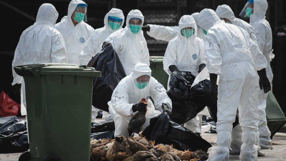 Focar de gripă aviară în România –  Zona grav afectată – Autoritățile au delimitat zona de protecție