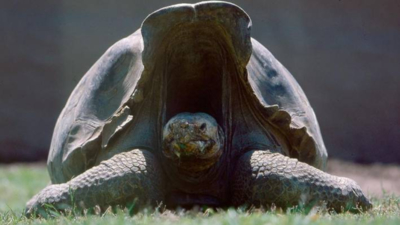"Diego the sexy turtoise" și-a salvat specia de la exctincție