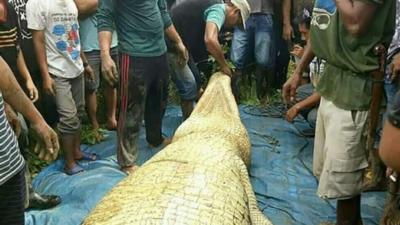 Descoperire înfiorătoare în burta unui crocodil de 7 metri! 