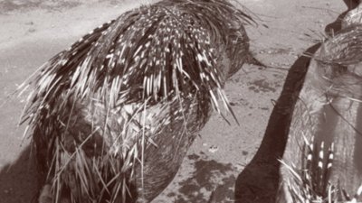 Acest piton a crezut că a dat de prada perfectă. După ce a înghiţit-o, a regretat. Ce a pățit