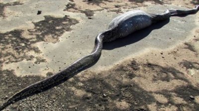 Acest piton a crezut că a dat de prada perfectă. După ce a înghiţit-o, a regretat. Ce a pățit