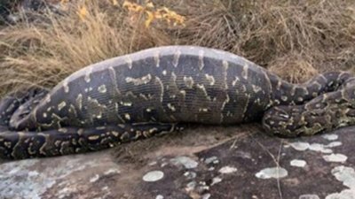 Acest piton a crezut că a dat de prada perfectă. După ce a înghiţit-o, a regretat. Ce a pățit