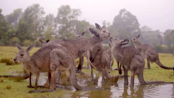VIDEO Cum au reacționat animalele din Australia la primii stropi de ploaie
