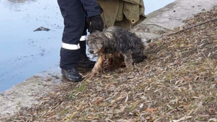 Operaţiune de salvare dramatică la Cluj, după ce un câine a căzut în râul Someş