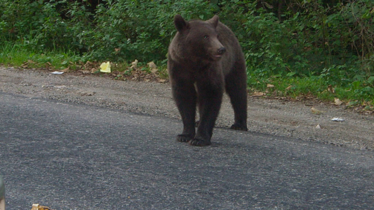 Urs accidentat mortal, în Micăsasa, județul Sibiu