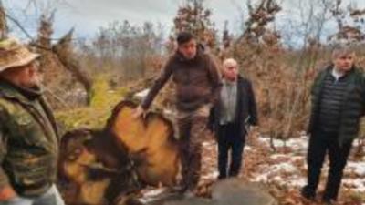 Un pensionar militar a reuşit să pună stop jafului dintr-o pădure din Olt. Ani de-a rândul, arbori seculari au fost tăiaţi ilegal