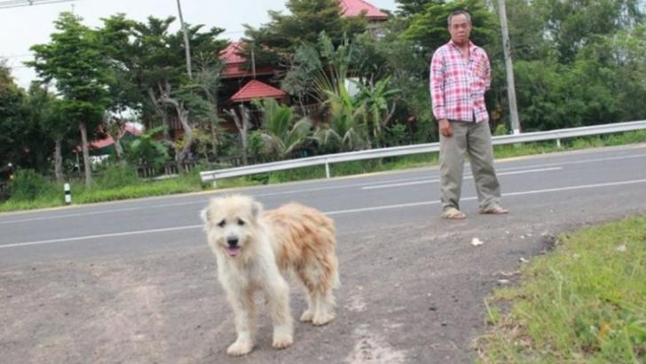 Un câine pierdut și-a așteptat stăpânii să se întoarcă, în același loc, 4 ani. La regăsire, a șocat!
