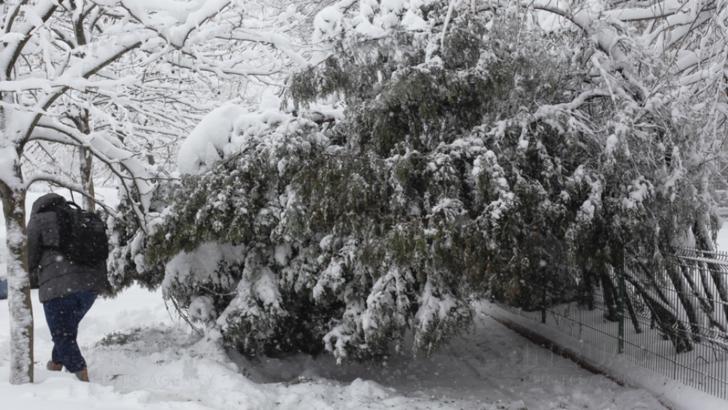 Capitala, sub nameti. Zeci de copaci cazuti, trafic ingreunat din cauza zapezii 