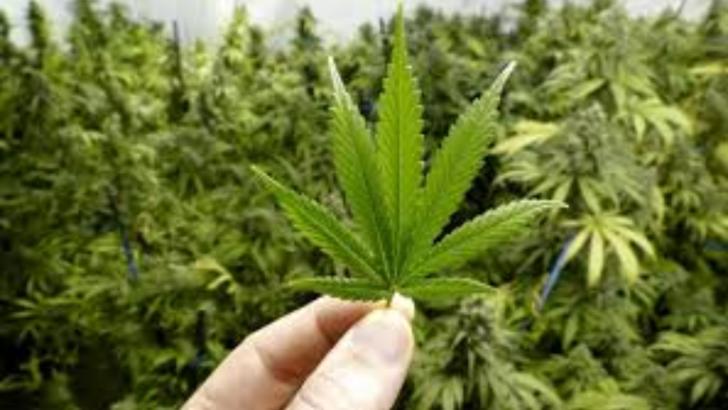 Culturi de cannabis in Craiova