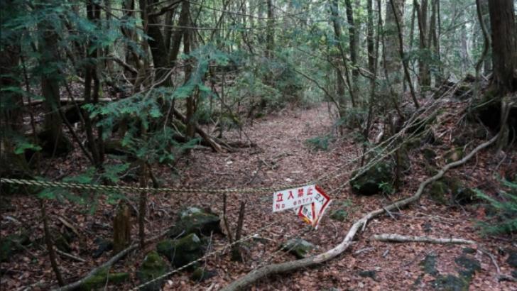 Cea mai terifiantă pădure din lume ascunde un secret oribil! Poliţia, în alertă! Ce au găsit acolo